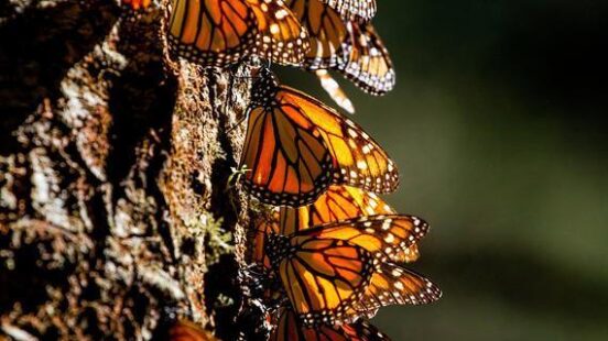 Colony of monarch butterflies on a tree trunk in Mexico