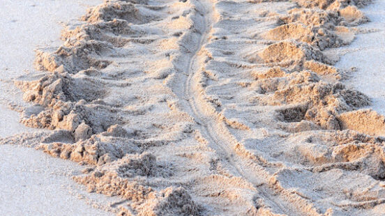 sea turtle leaving a trail in the sand