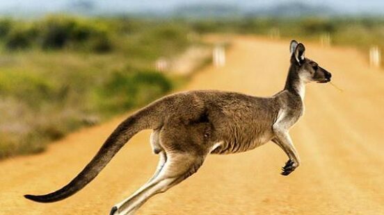Kangaroo crossing dirt road in Western Australia
