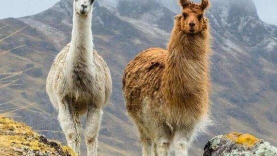 A white llama and a brown llama standing on a mountain slope against a foggy, mountainous backdrop.