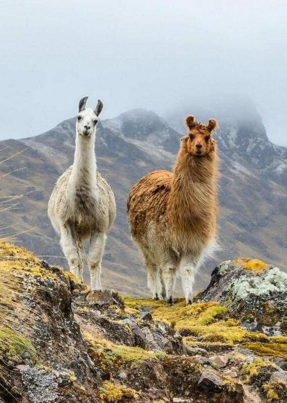 A white llama and a brown llama standing on a mountain slope against a foggy, mountainous backdrop.