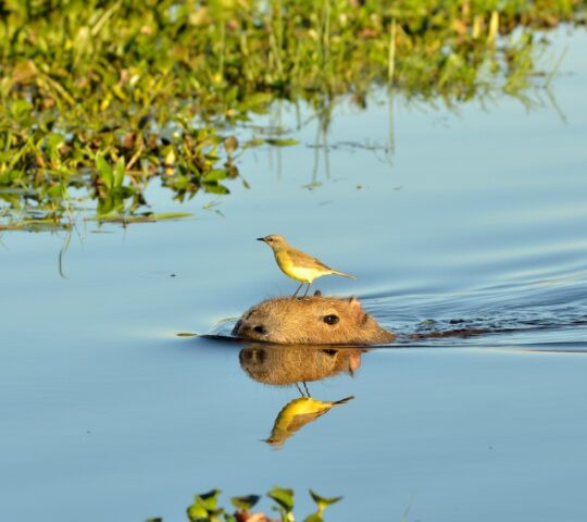 Spotting wildlife in the Ibera Wetlands
