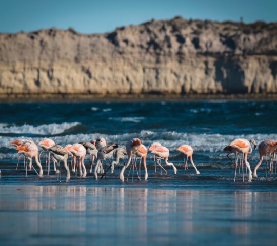 Flamingo flocks in Peninsula Valdes