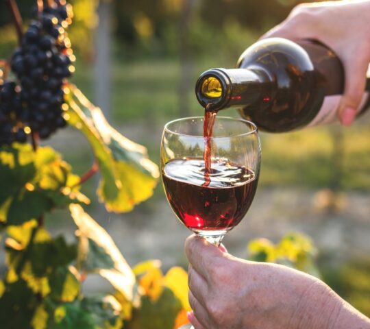 Wine tasting in the vineyards of the Wine Region