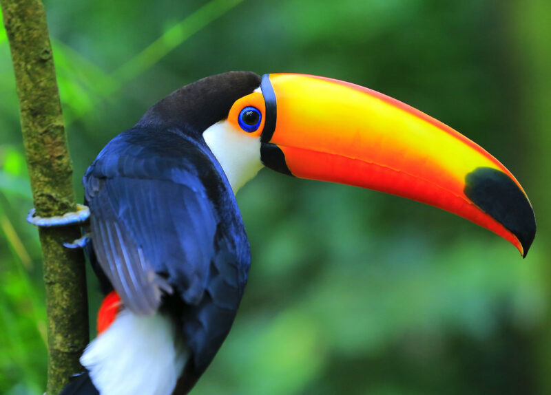 Colorful cute Toucan tropical bird, Brazilian Amazon – blurred green background