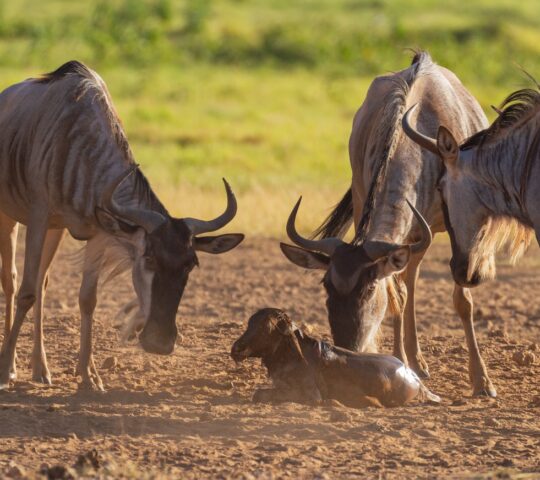 Spot tender moments of young wildebeest