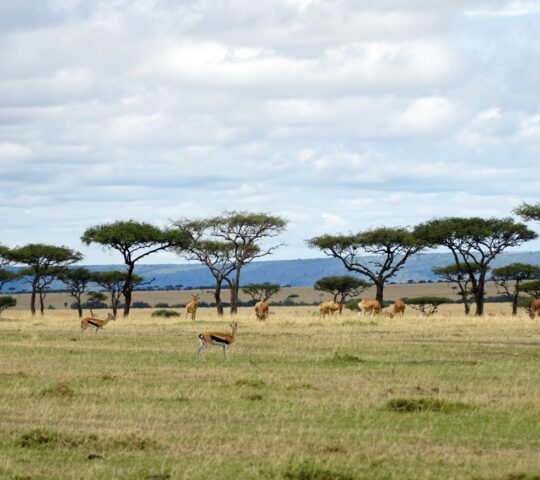 Spot wildlife from a game drive in Etosha National Park