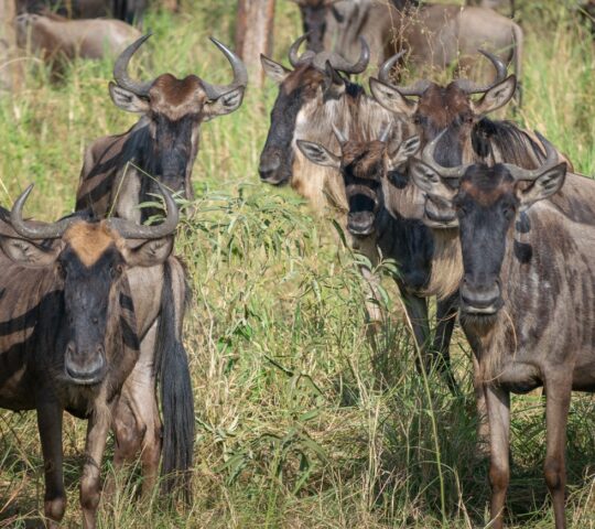 Marvel at herds of wildebeest and zebra