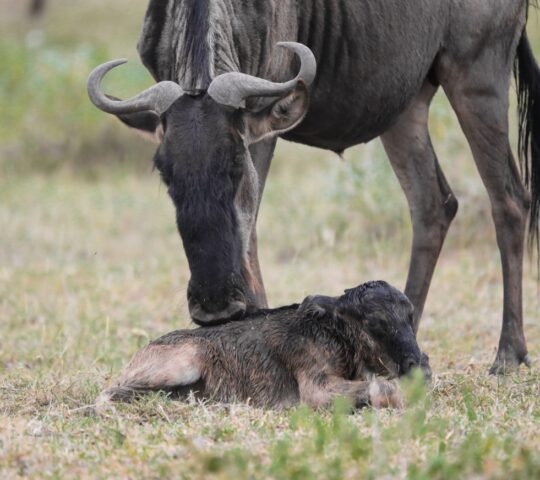 You may be lucky enough to spot a wildebeest being born