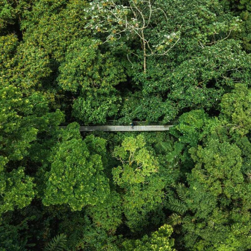 Aerial view of a hanging bridge suspended between trees in the Costa Rican jungle