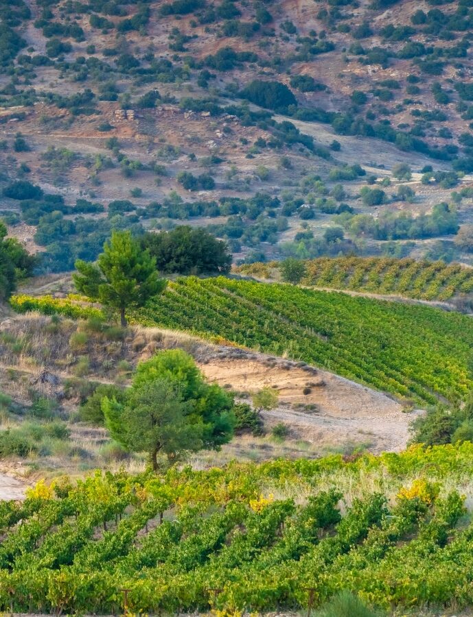 Rich vineyards of the inner valleys of the Peloponnese Pensinsula in Southern mainland Greece