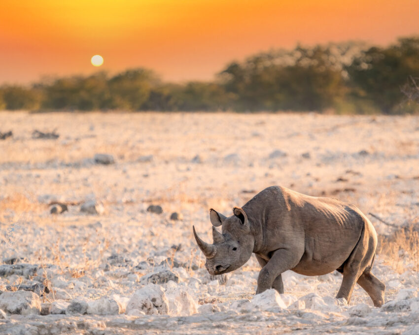 Rhino tracking adventure