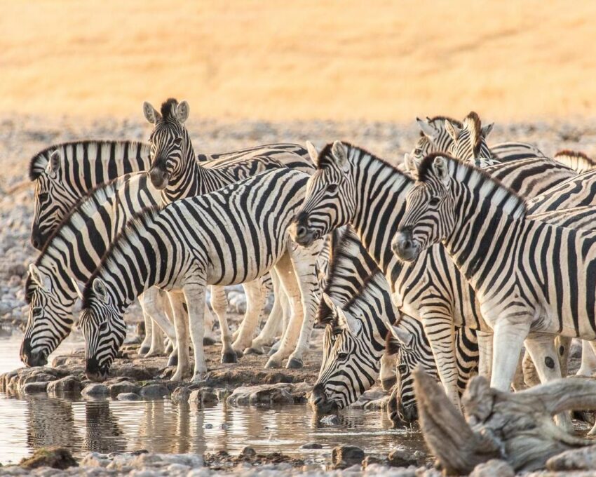 Game drives in Etosha National Park