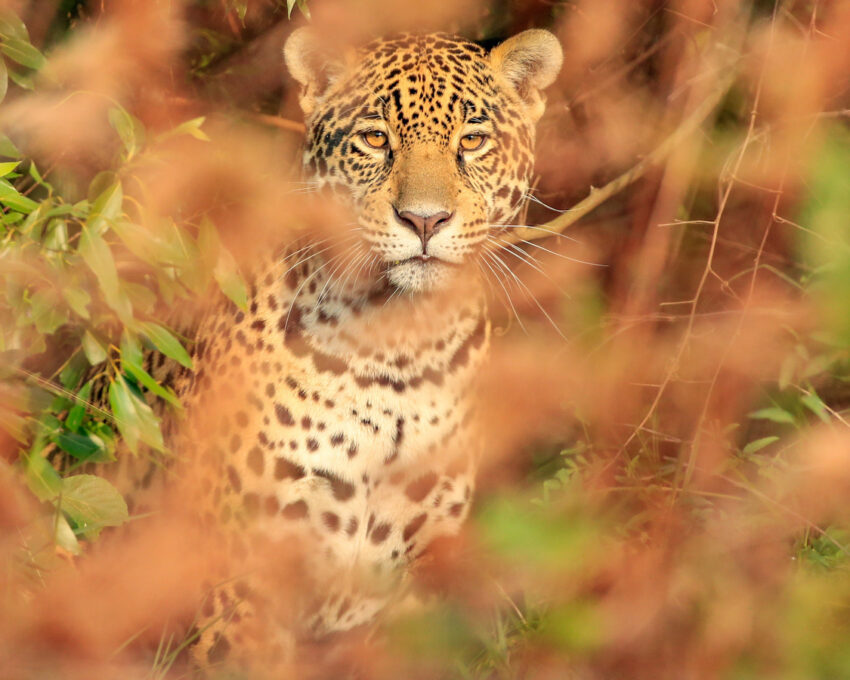 A day with the Jaguar Habituation Team