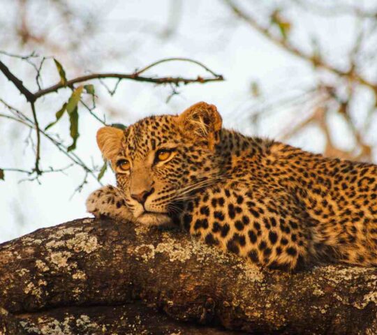 Search for leopards in Sabi Sands