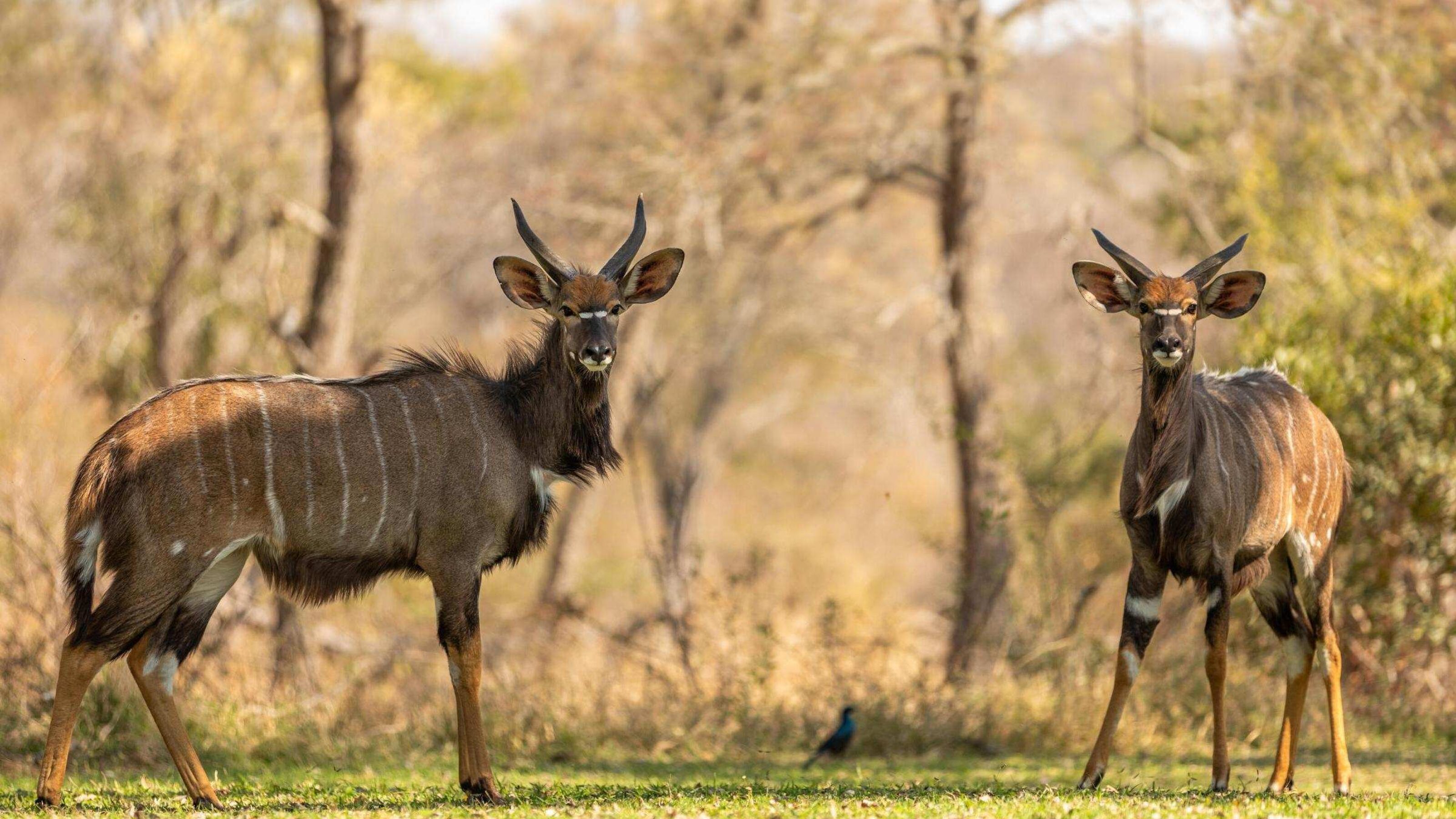 Two young male lowland nyala staring in the camera, Sabi Sands Game Reserve, South Africa.