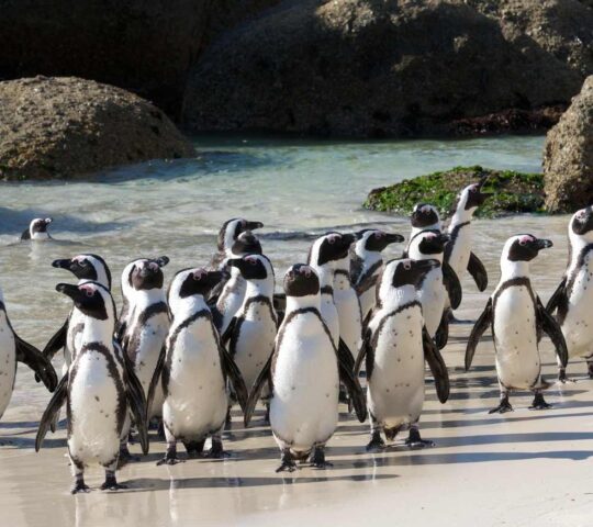 Witness the playful antics of penguins at Boulders Beach