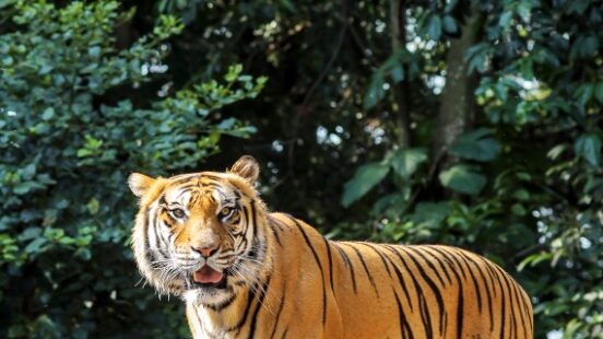 Bengal tiger roaming a national park