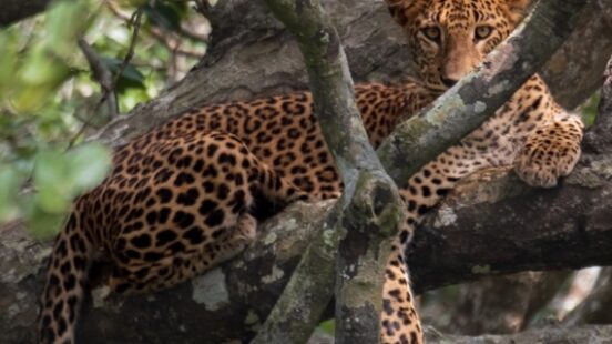 Sri Lankan leopard spotted in trees staring directly at camera