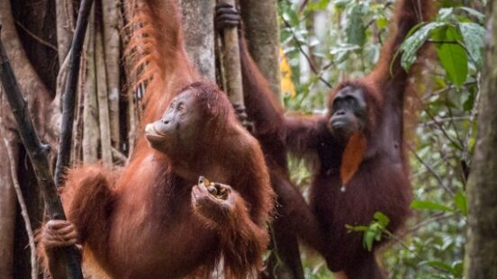 wild orangutans swinging through trees