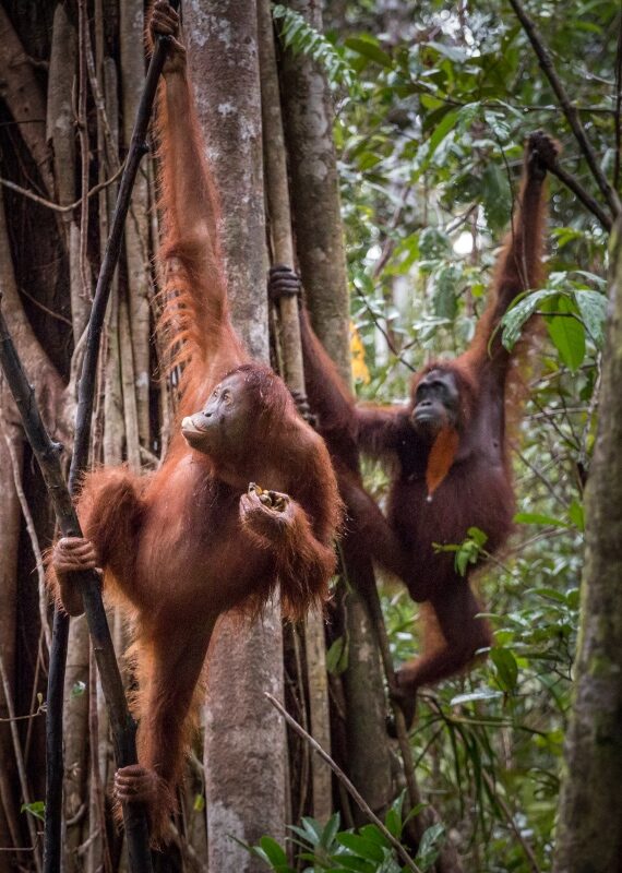 wild orangutans swinging through trees