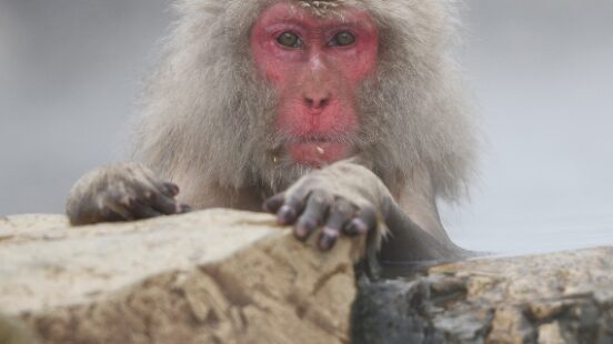 snow monkey staring into camera at Nagano, Japan