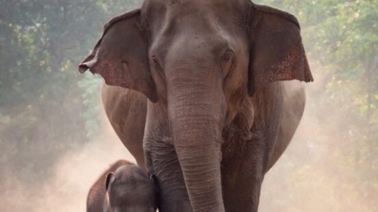 Mother and baby Thai elephants walking along in a national park