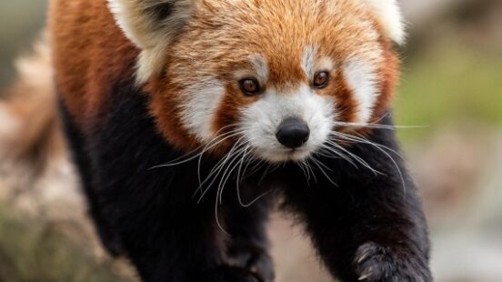 Red panda walking on the tree
