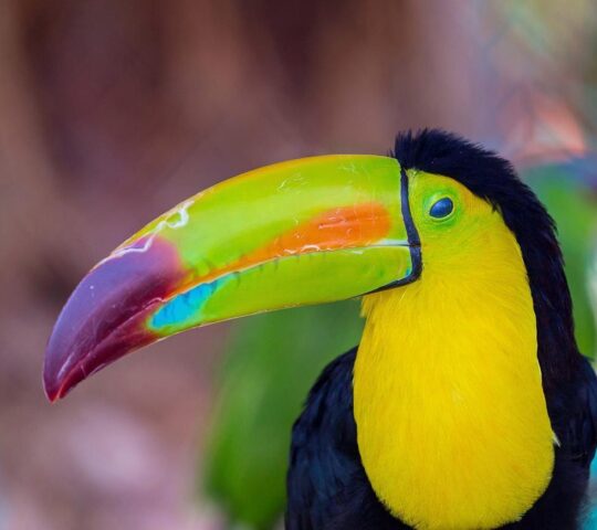 Ibitipoca is home to a variety of wildlife including toucans