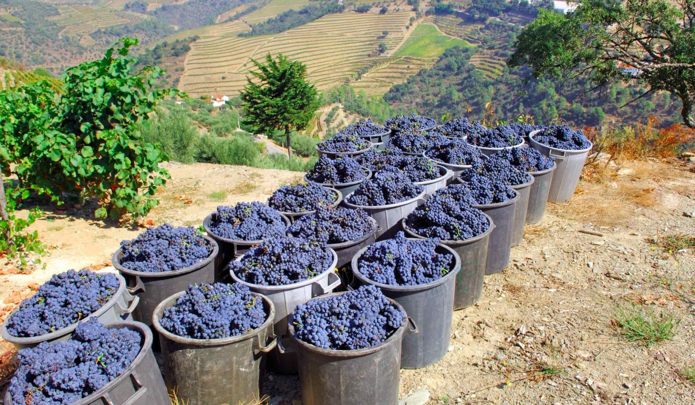 Buckets of grapes waiting to be turned into wine in the Douro Valley