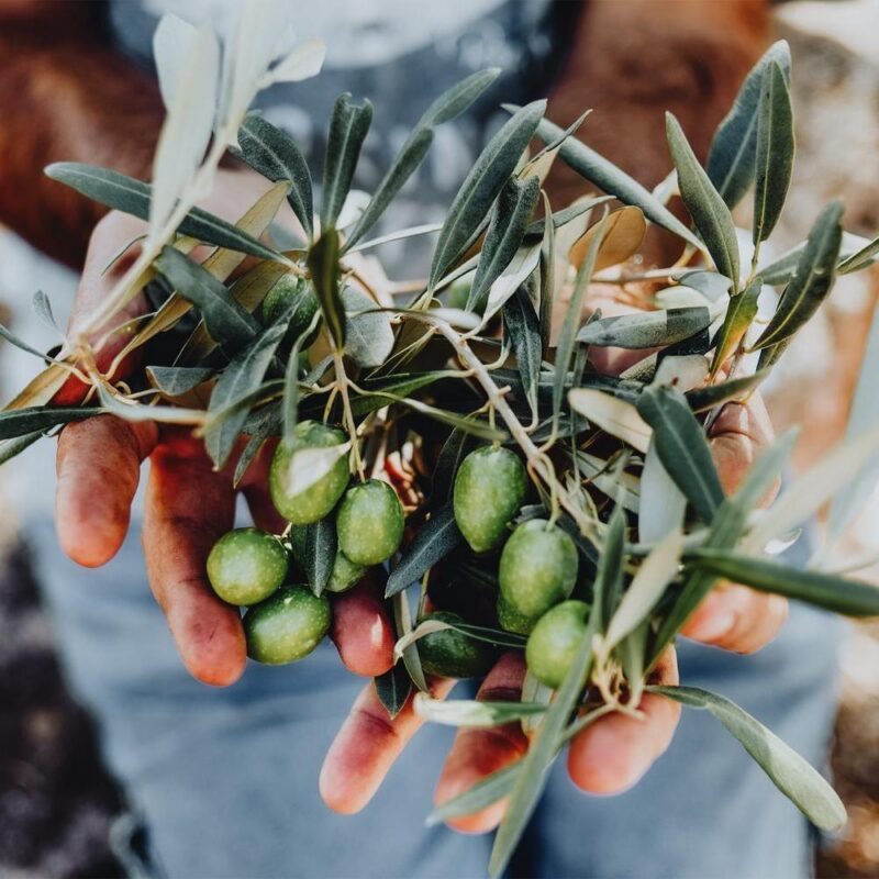 Man with a pile of green olives in his hands freshly collected during the harvesting. Harvested fresh olives in the hands of farmer Lesbos Greece.