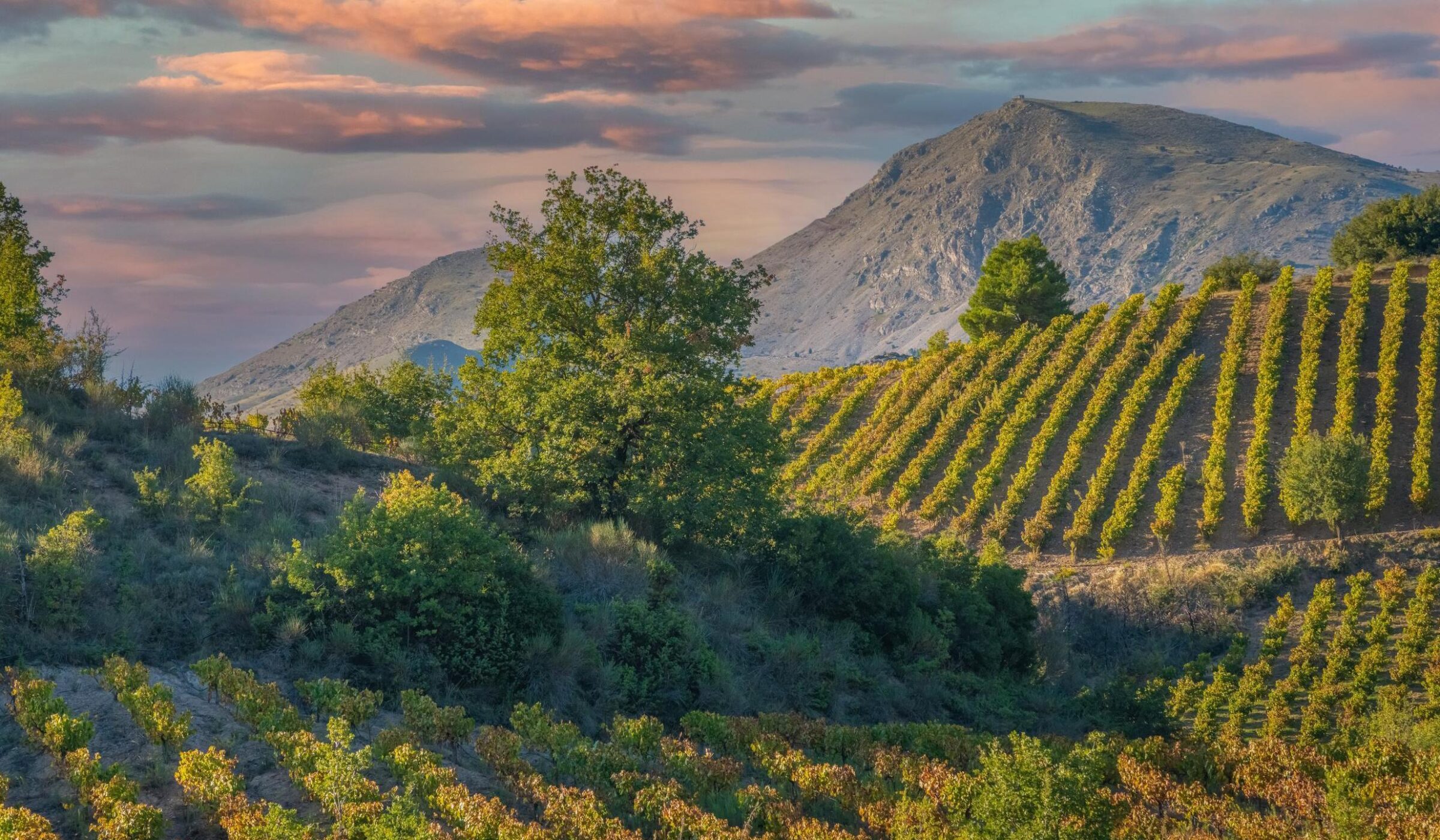 Rich vineyards of the inner valleys of the Peloponnese Pensinsula in Southern mainland Greece Malvasia.