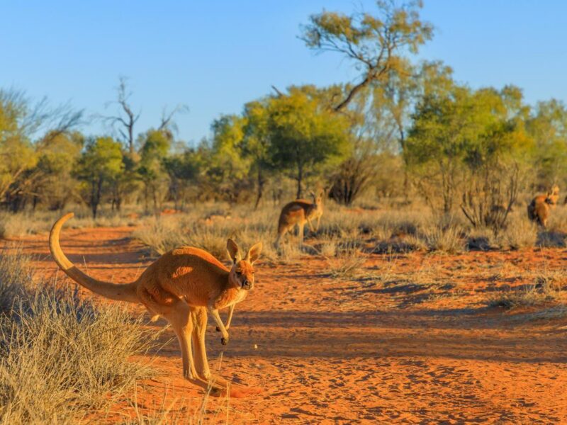 Red kangaroo jumping kangaroo, australia, kangaroo jumping, red kangaroo, jump, run, race, wildlife, jumping, outback, australian mammals, wallaby, northern territory, marsupial, sanctuary, red center, australian outback, central australia, sunset, australia outback, australian, desert, red centre, nature, macropus rufus, sightseeing, bush, grasland, park, landscape, vegetation, grass, animal, red sand, mammal, cute, wilderness, dry season, outback landscape, natural, adult, australian animals, scenic, outdoors, species, wild, environment, reserve Red kangaroo, Macropus rufus, jumping over red sand of outback central Australia in the wilderness. Australian Marsupial in Northern Territory, Red Centre. Desert landscape at sunset.