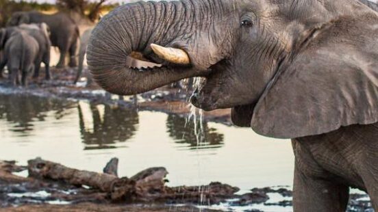 African elephant drinking water at Hwange National Park Zimbabwe