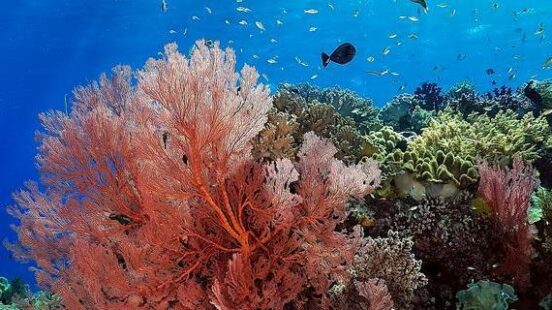 A picture of the Great Barrier Reef Australia