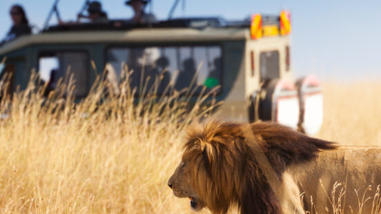 Portrait of beautiful big lion in Kenya
