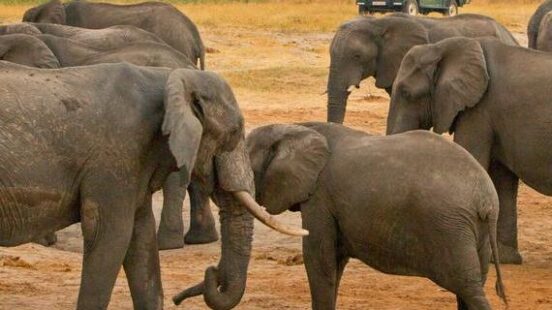 Large herd of elephants on the Hwange safari