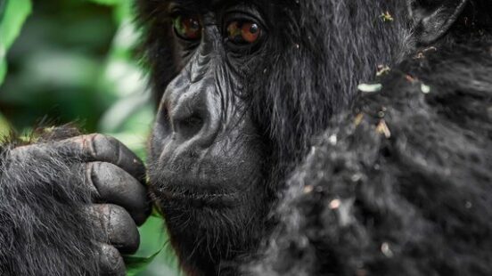 Volcanoes National Park in Rwanda
