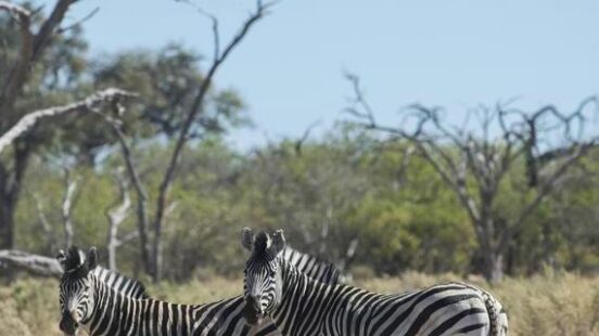 Spotting zebras in a Mababe North-West District Botswana safari