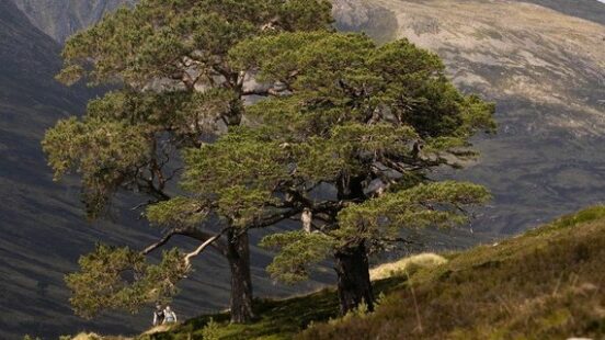 Walkers coming back from a Munro summit Cairngorms National Park Scotland