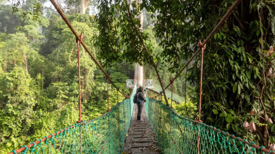 Danum Valley walkway experience in Borneo