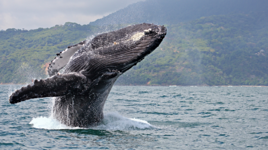 Whale watching in Costa Rica the Pacific Coast