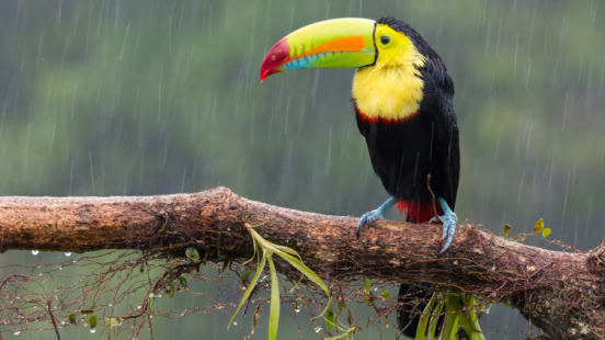 Rainy season a toucan in the jungle Costa Rica