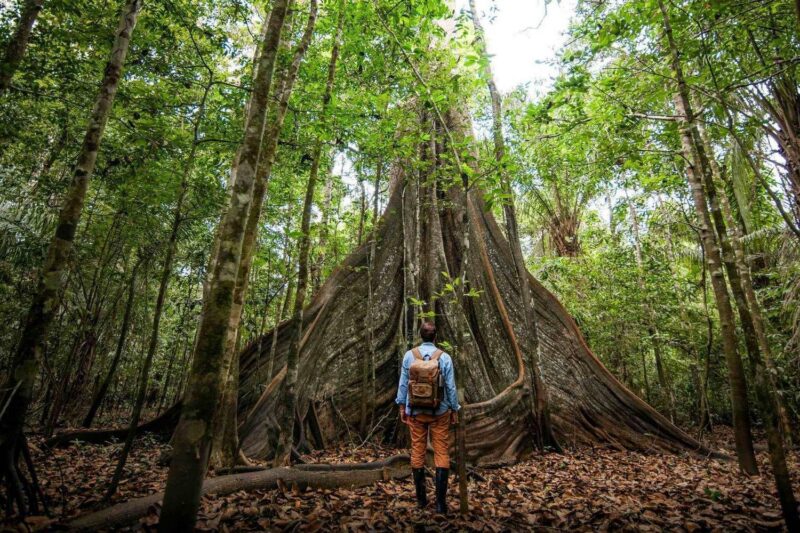A person with a backpack stands before the enormous flared roots of a towering tree in a lush green rainforest.