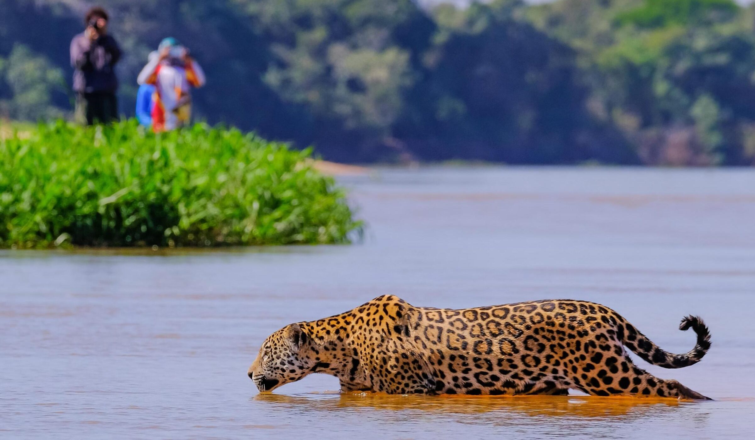 Jaguar Panthera Onca Female