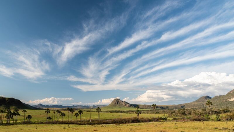 Wide view of the Brazilian Cerrado with grassy fields, scattered palm trees, and distant hills under wispy white clouds.