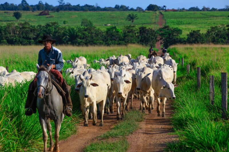 Ranchers on horseback herding a group of white cattle along a dirt path between lush green fields in Pará, Brazil.