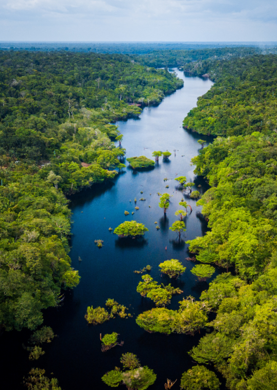 Aerial view of a dark blue river winding through a thick green rainforest with trees partially submerged in the water.