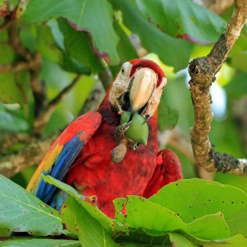 Scarlet Macaw in Costa Rica