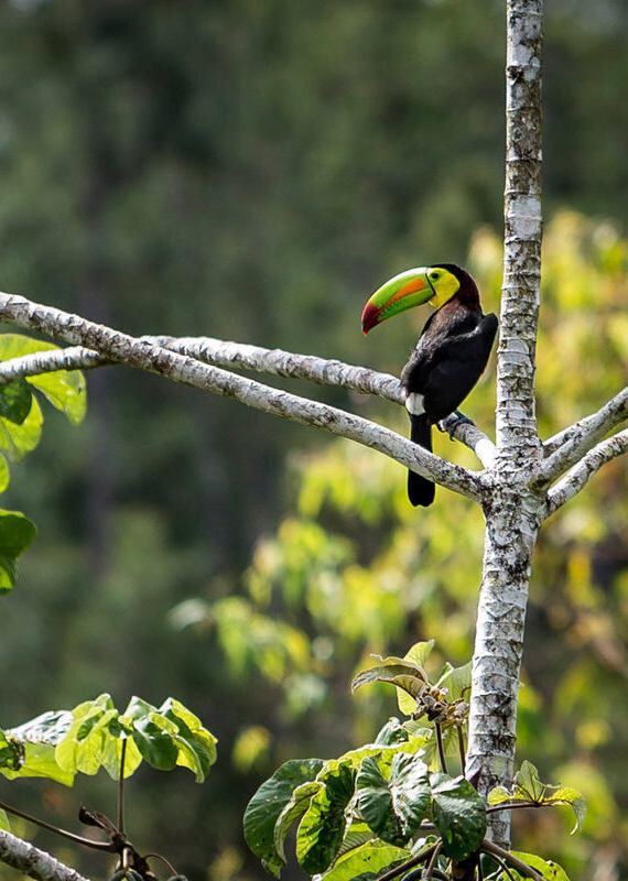 A keel-billed toucan with a colorful beak perches on a tree branch in a lush green jungle.